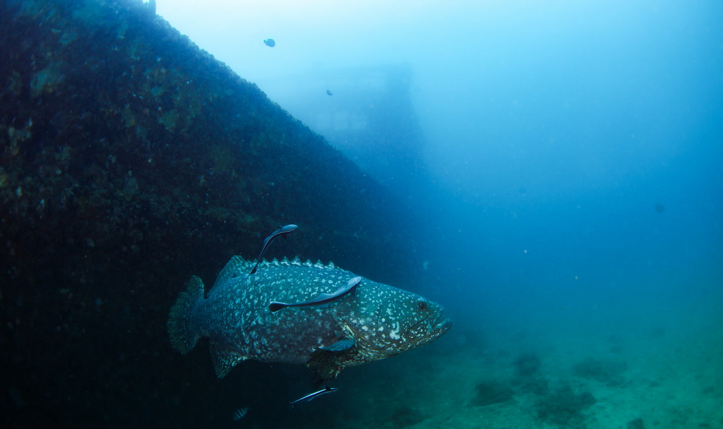 這是在蜈支洲島海域海洋牧場沉船魚礁附近拍攝的巨型石斑魚（5月17日攝）。
