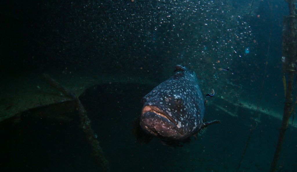 這是在蜈支洲島海域海洋牧場沉船魚礁內拍攝的巨型石斑魚（5月17日攝）。