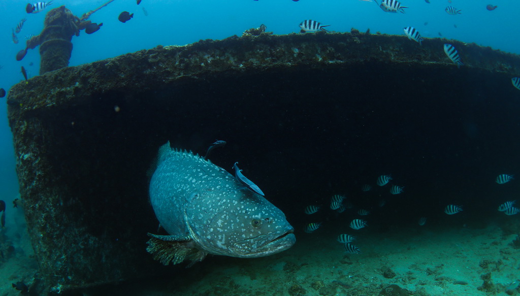 這是在蜈支洲島海域海洋牧場沉船魚礁附近拍攝的巨型石斑魚（5月17日攝）。