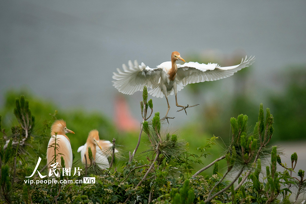  Yuyao, Zhejiang: Ecological Herons
