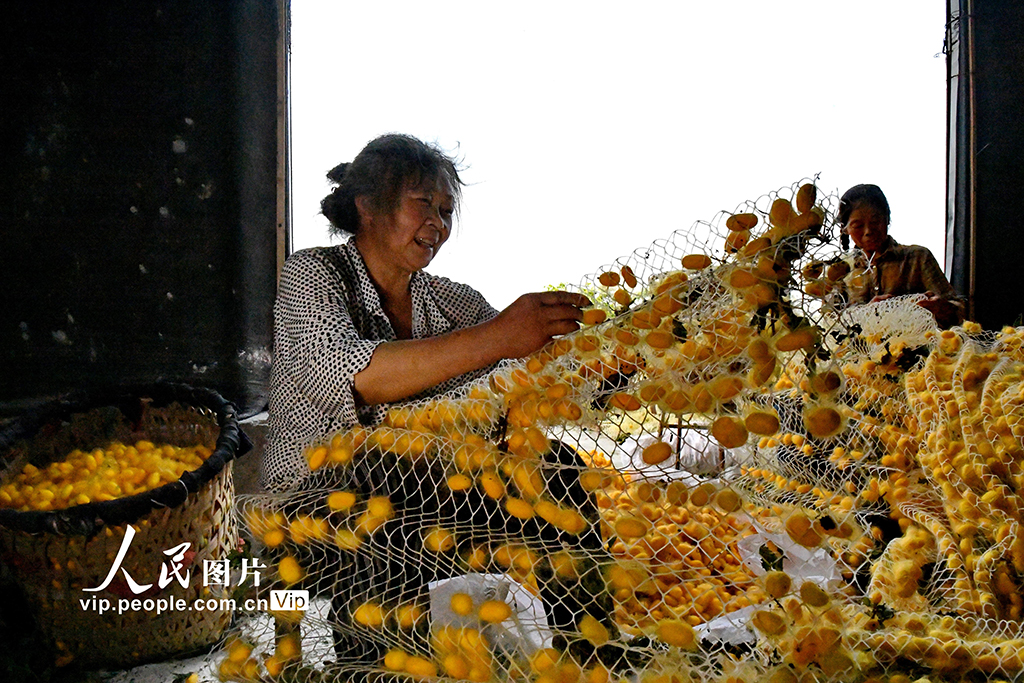 Nanchong, Sichuan: Golden Cocoon Loves Harvest