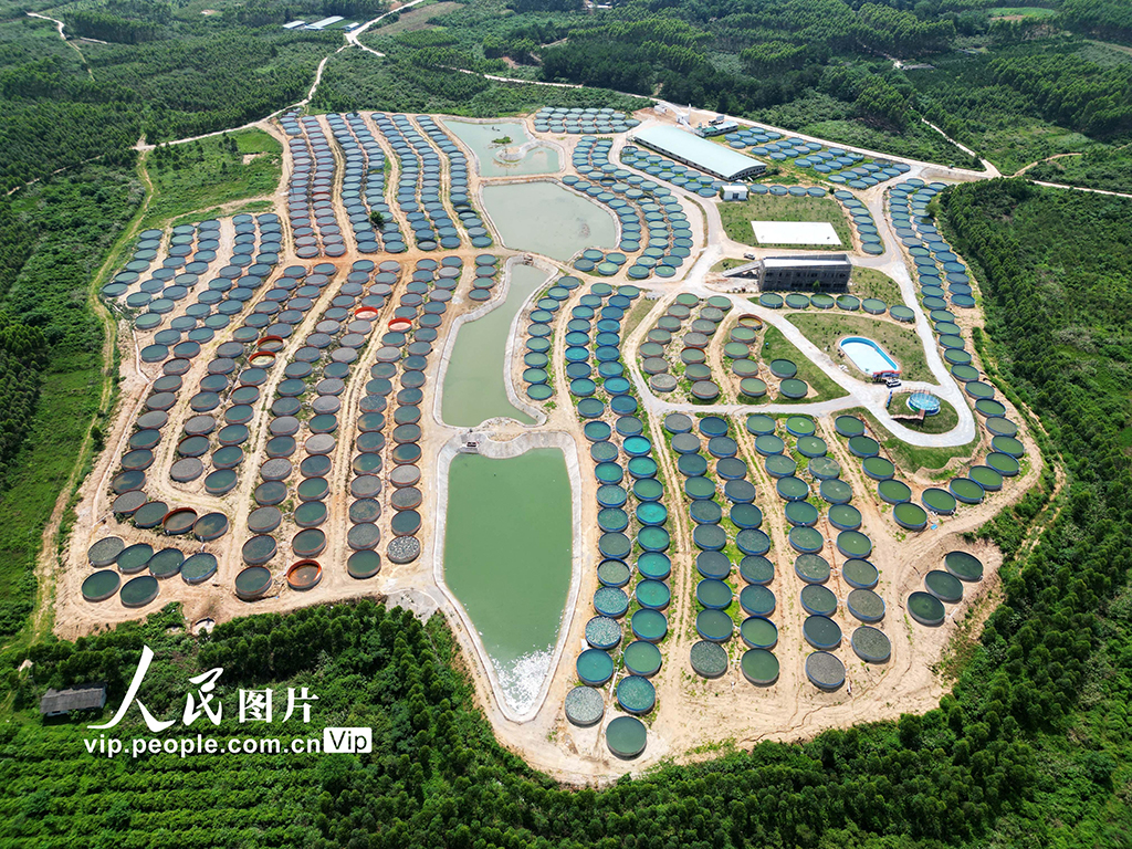 广西贺州：“陆地”养鱼 小空间发展大产业