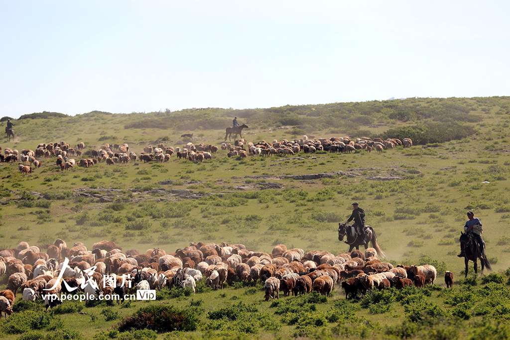 新疆阿勒泰：百万牲畜夏季大转场