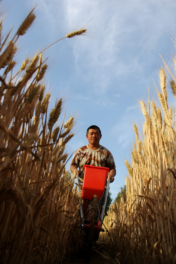 6月1日，河南省安陽市內黃縣西長固村農民在田間播種玉米。新華社發（劉肖坤攝）