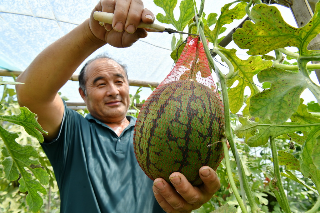 6月3日，農民在河北省鹽山縣鹽山鎮一處果蔬種植棚內收獲西瓜。