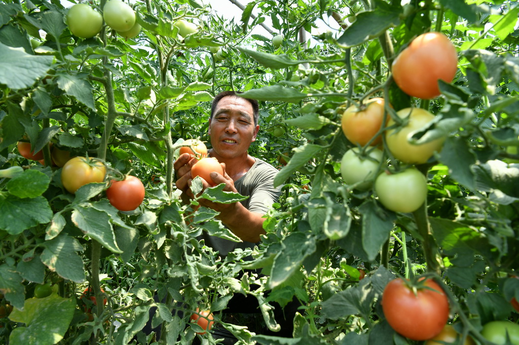 6月3日，農民在河北省鹽山縣鹽山鎮一處果蔬種植棚內採摘西紅柿。