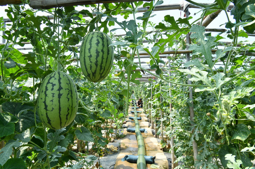 6月3日，農民在河北省鹽山縣鹽山鎮一處果蔬種植棚內調整澆水管道。