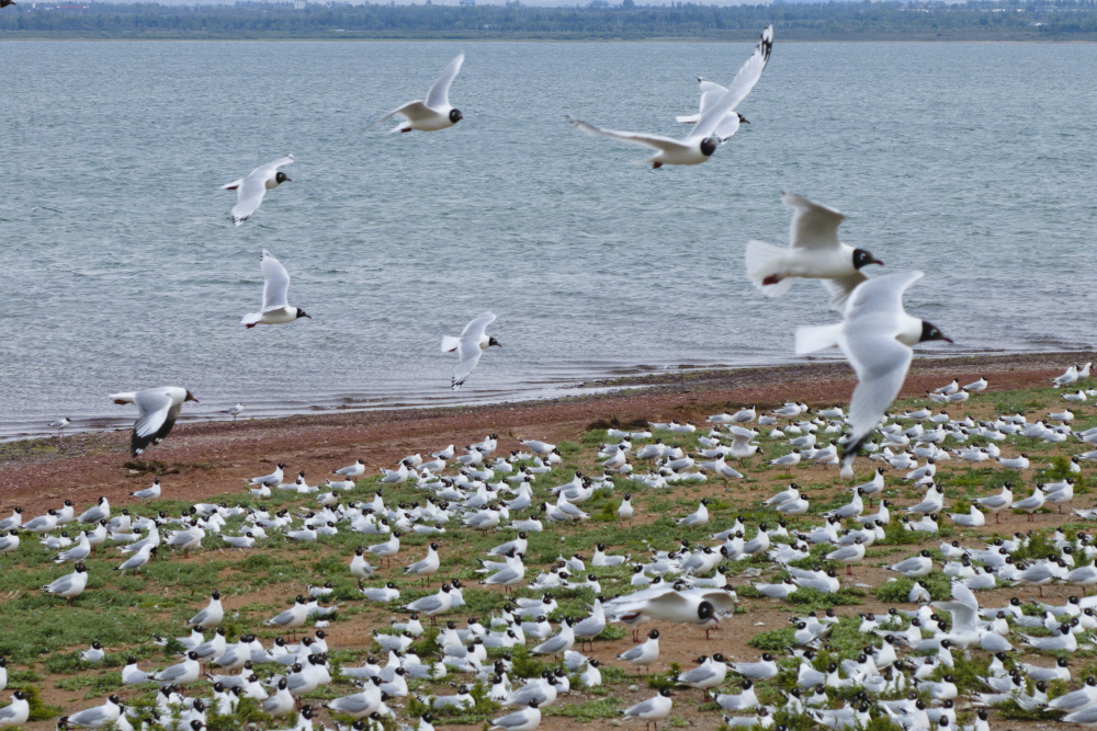  Relict gulls on the island in the heart of the lake in Hongjiannao National Nature Reserve (shot on June 4, UAV photo).