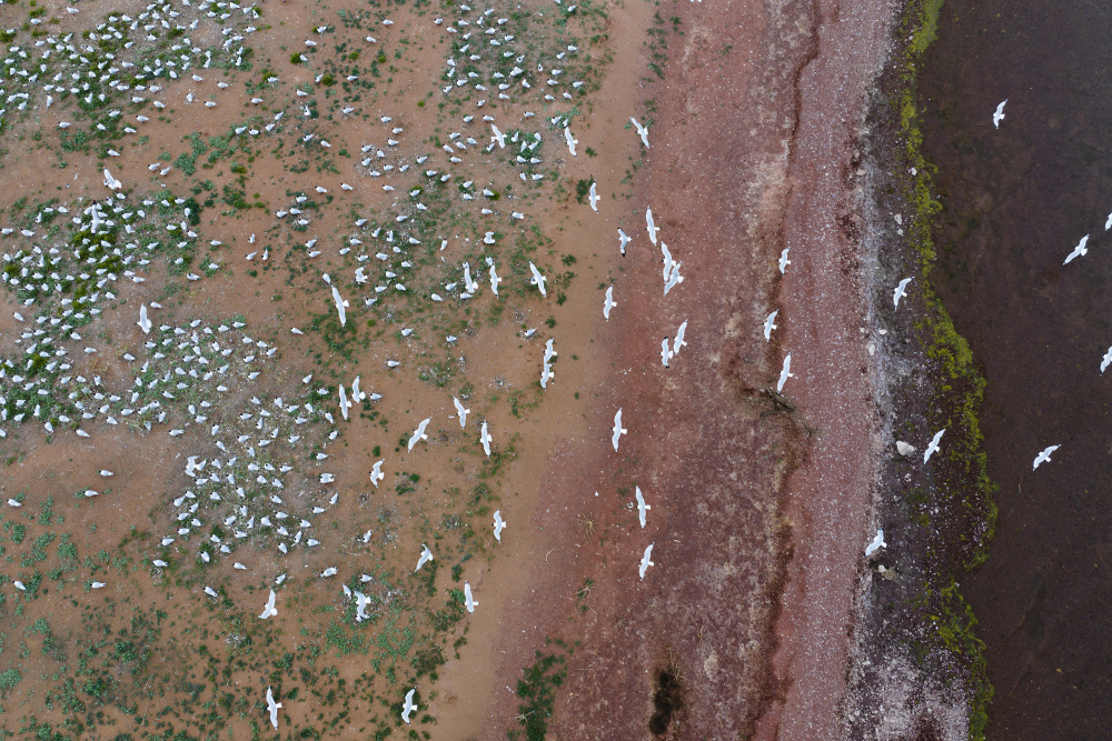 遺鷗在紅鹼淖國家級自然保護區湖心島上空飛翔（6月4日攝，無人機照片）。