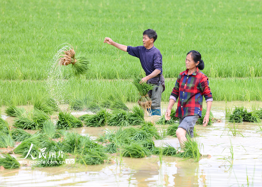 貴州玉屏：山區水稻種植正當時