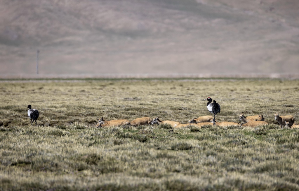 黑颈鹤和藏羚羊一起在湿地觅食（6月8日摄）。新华社记者 姜帆 摄