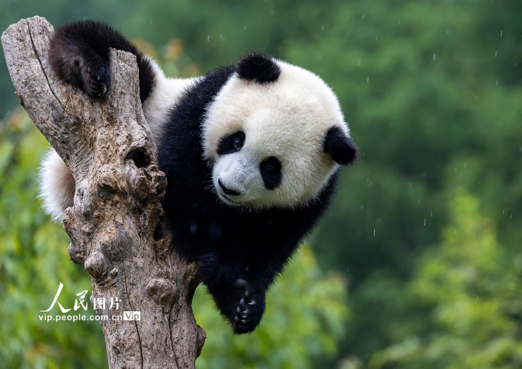 四川汶川：大熊猫憨态可掬