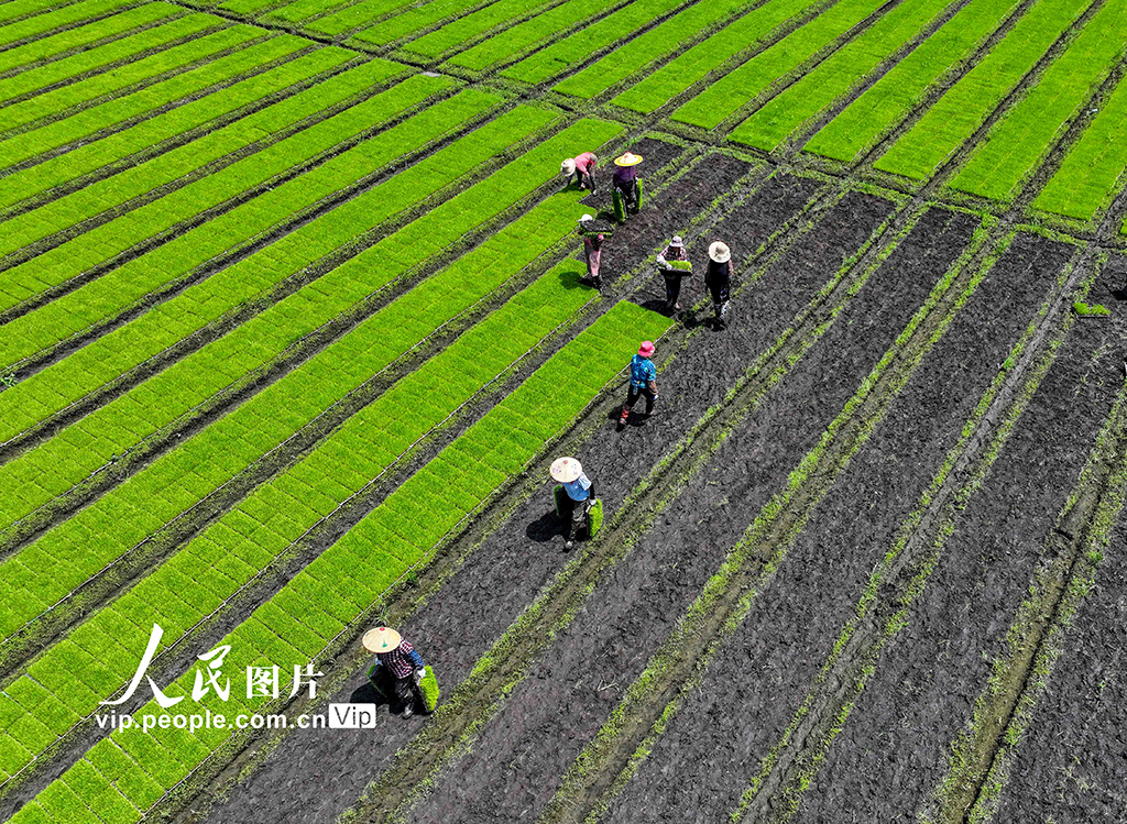 江蘇泰州：雜交水稻實現父母本秧苗機械化移栽