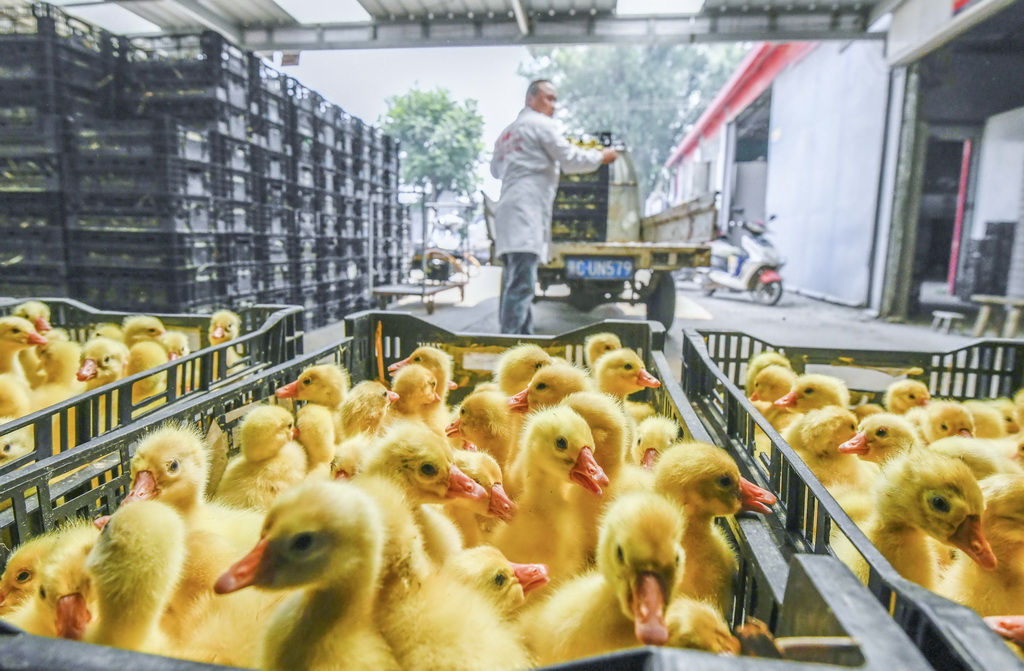 河北昌黎：雛禽孵化產業鋪就致富路