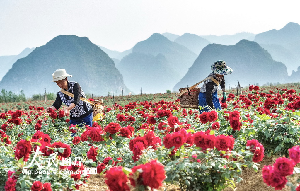 6月15日，丘北縣花農在種植基地採摘玫瑰。