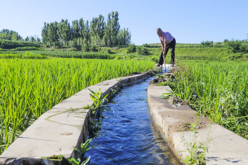 6月24日，河北省秦皇岛市卢龙县卢龙镇农民在放水浇灌稻田。新华社发（刘满仓摄）