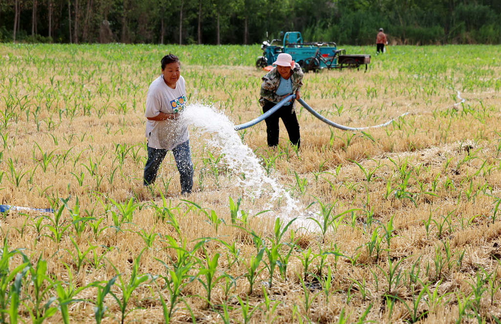 6月24日，山東省棗庄市農民在田間為玉米苗澆水。新華社發（孫中喆 攝）