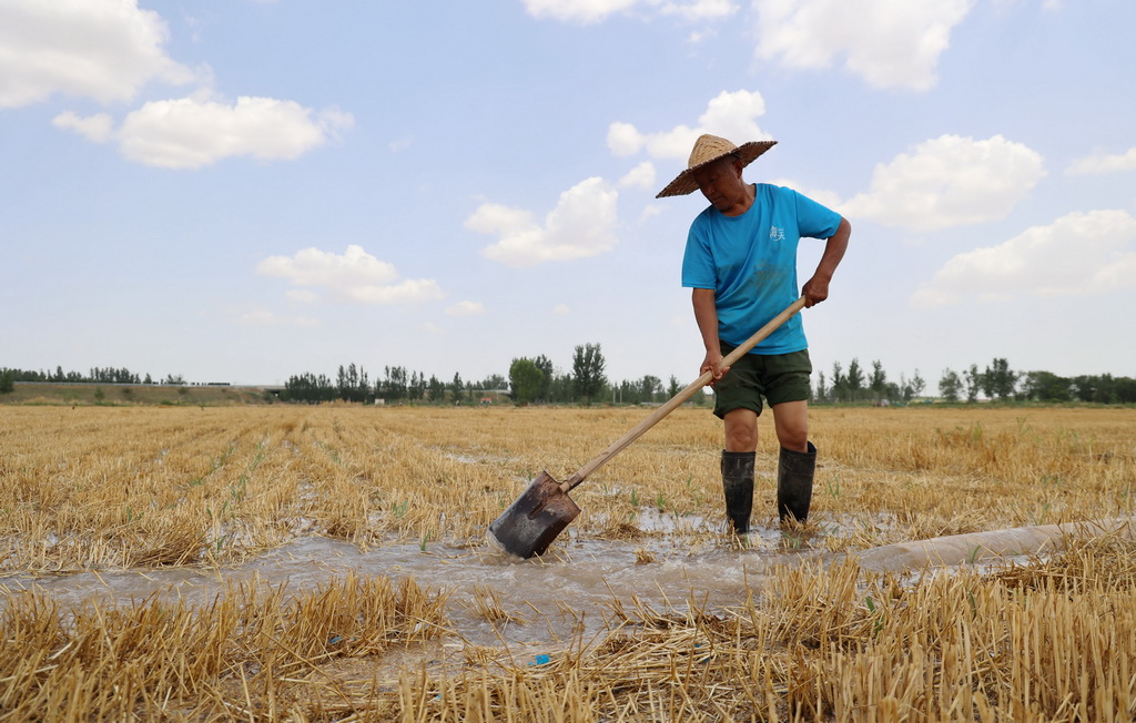 6月24日，山東省濱州市濱城區楊柳雪鎮農民在用黃河水澆灌玉米。新華社發（初寶瑞 攝）