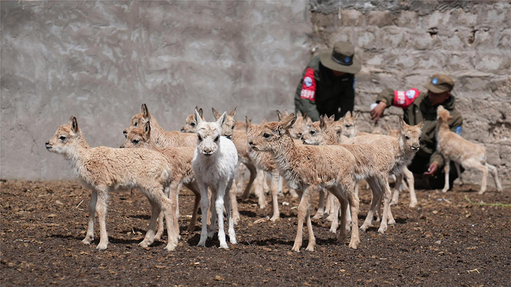 與母羊走散的藏羚羊幼崽在尼瑪縣措羅木管護站接受救助（7月13日攝）。