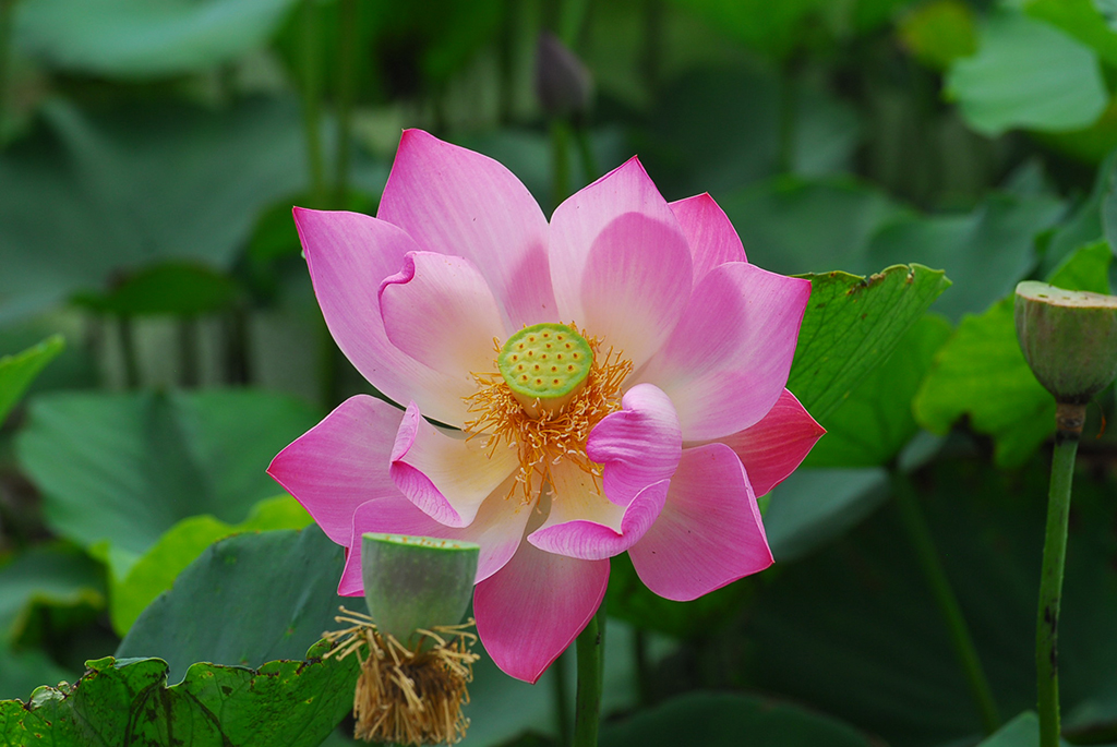 7月14日，在山東省青島市即墨區墨河公園拍攝的荷花。新華社發（張濤攝）