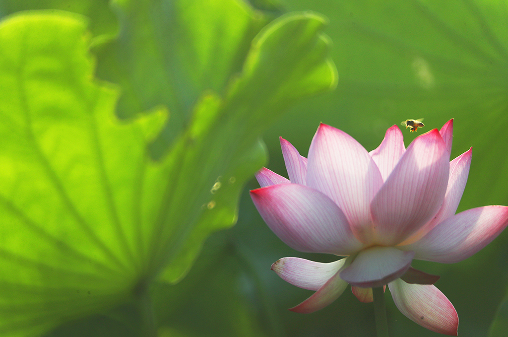 7月14日在湖南省衡陽市雁峰區南湖公園拍攝的荷塘景色。新華社發（曹正平攝）