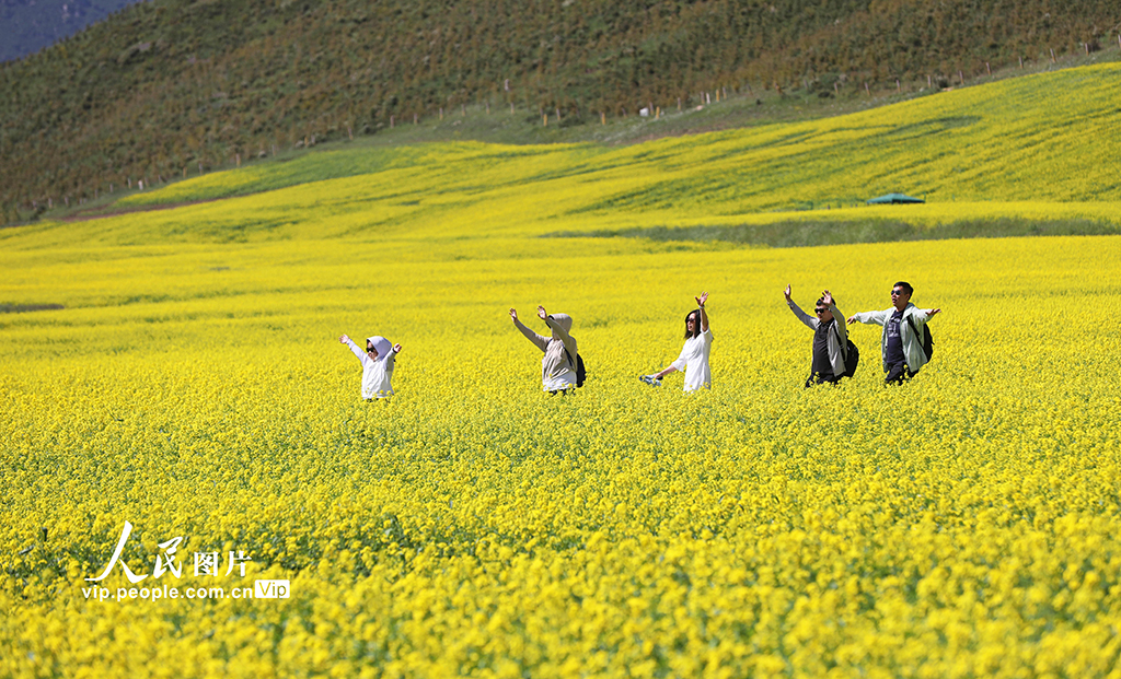 甘肅民樂：扁都口油菜花海迎客來