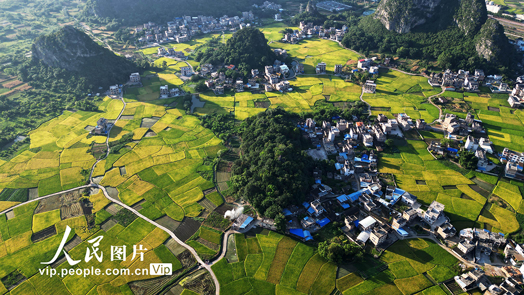 廣西賀州：早稻“豐”景美