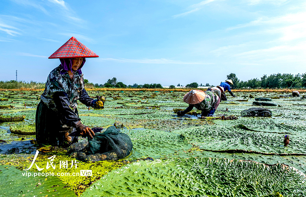 安徽廬江：芡實種植富水鄉