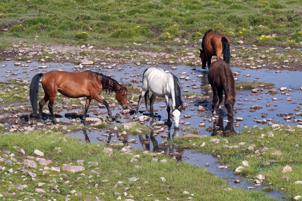 7月10日，馬群在山丹馬場草原上的溪流旁飲水。新華社記者 馬寧 攝