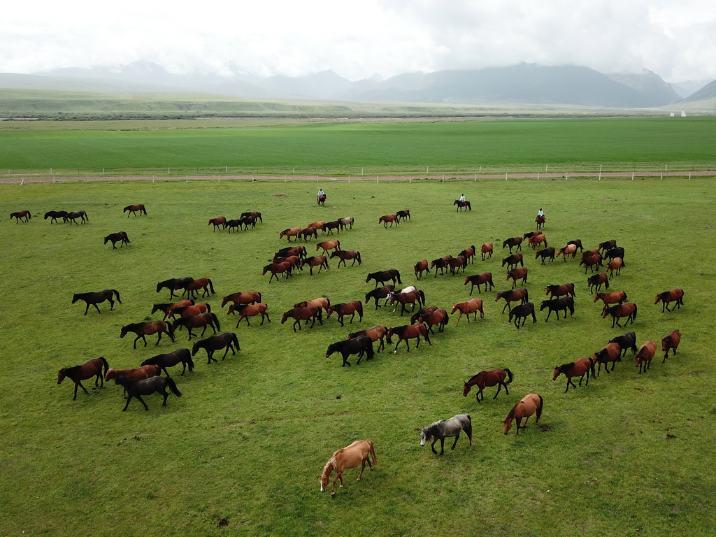 7月11日，馬群在山丹馬場草原上覓食（無人機照片）。新華社記者 馬寧 攝