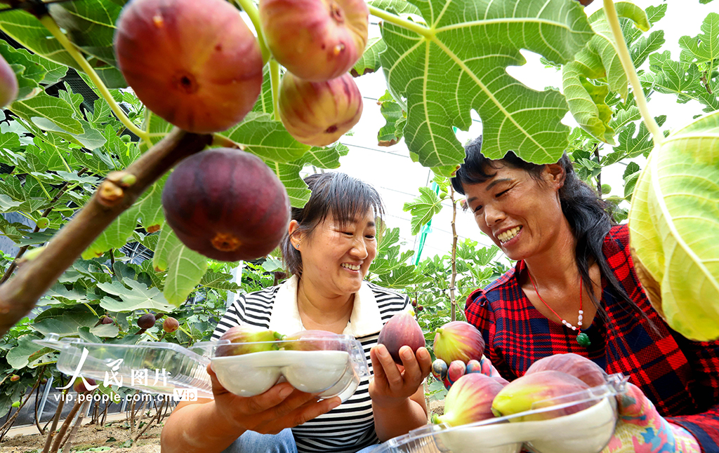 甘肅臨澤：祁連山下富鍶無花果進入採摘季【2】