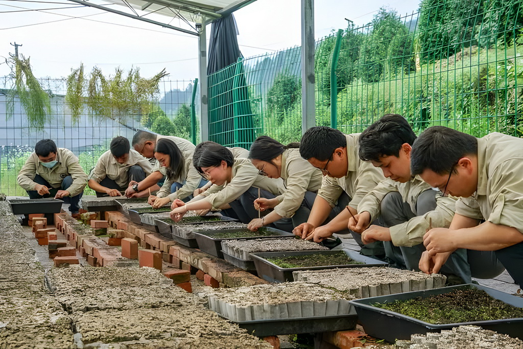 4月26日，在位於重慶市開州區溫泉鎮樂園村的重慶雪寶山國家級自然保護區崖柏繁育科研基地，工作人員在移植崖柏種子幼苗。新華社發