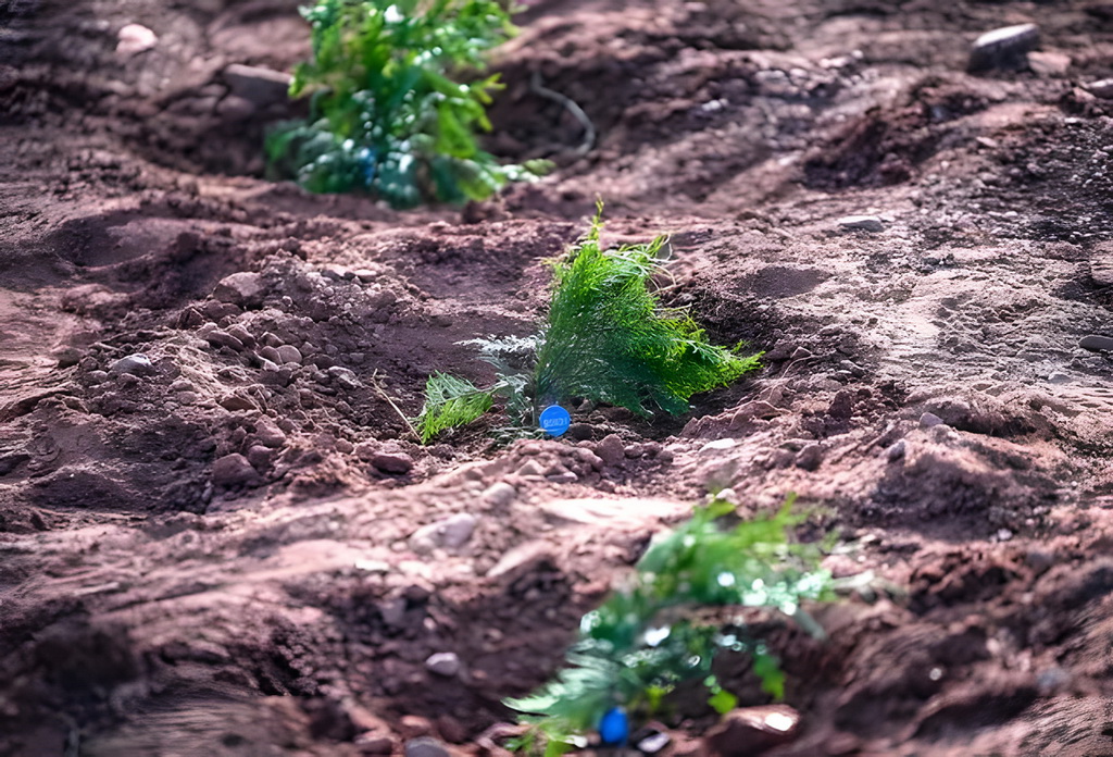 6月5日，在西藏自治區芒康縣林業產業扶貧苗圃基地，栽種好的崖柏幼苗系上了身份號碼牌。新華社發（鄭宇 攝）