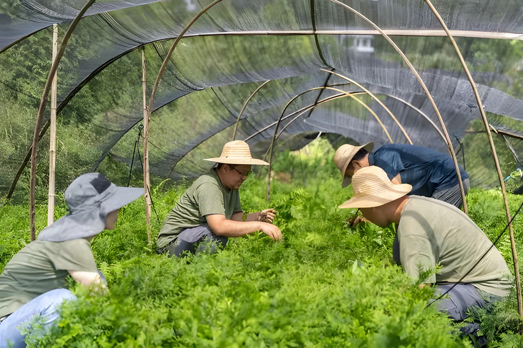 8月7日，在位於重慶市開州區溫泉鎮樂園村的重慶雪寶山國家級自然保護區崖柏繁育科研基地，工作人員為兩年生的崖柏幼苗除草。新華社記者 黃偉 攝