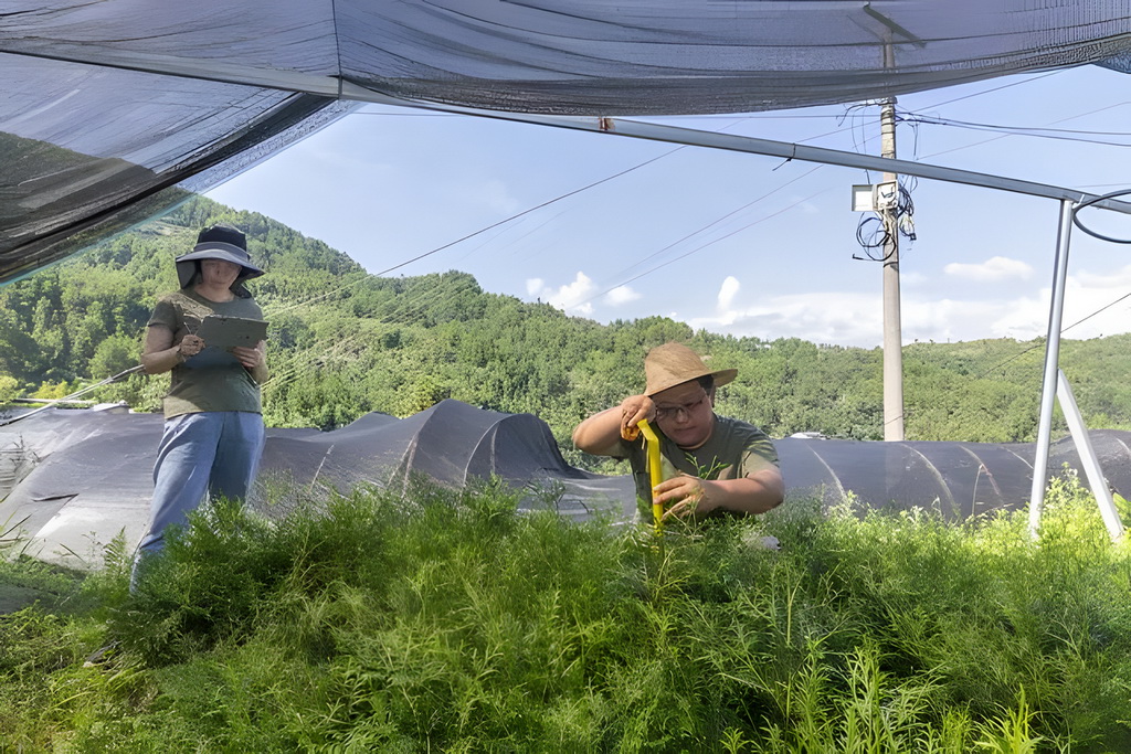 8月7日，在位於重慶市開州區溫泉鎮樂園村的重慶雪寶山國家級自然保護區崖柏繁育科研基地，工作人員在監測崖柏樹苗生長情況。新華社記者 黃偉 攝