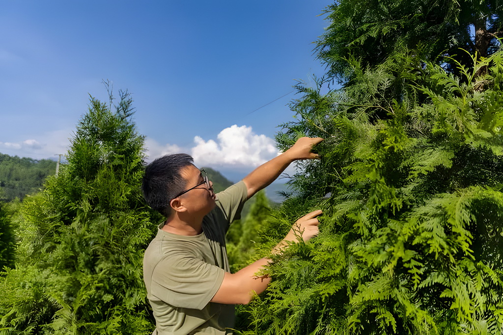 8月7日，在位於重慶市開州區溫泉鎮樂園村的重慶雪寶山國家級自然保護區崖柏繁育科研基地，科研人員在回歸區查看崖柏結種情況。新華社記者 黃偉 攝