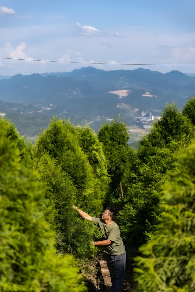 8月7日，在位於重慶市開州區溫泉鎮樂園村的重慶雪寶山國家級自然保護區崖柏繁育科研基地，科研人員在回歸區查看崖柏結種情況。新華社記者 黃偉 攝