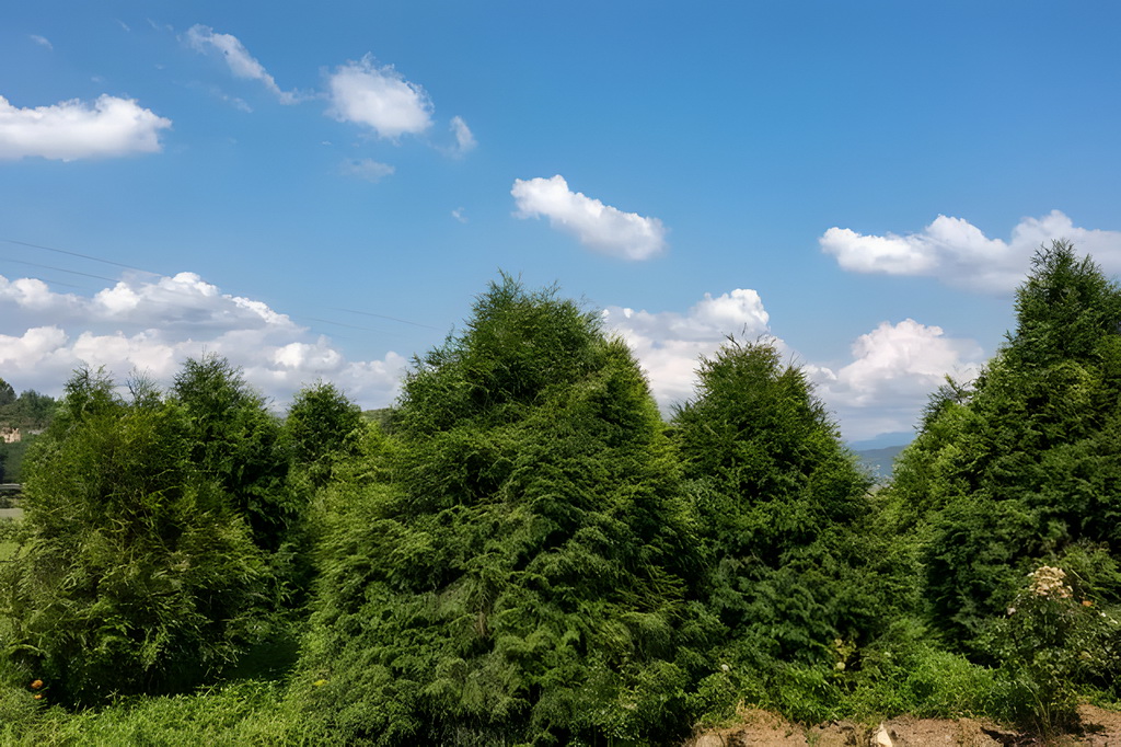 這是8月7日在位於重慶市開州區溫泉鎮樂園村的重慶雪寶山國家級自然保護區崖柏繁育科研基地拍攝的崖柏（無人機照片）。新華社記者 黃偉 攝