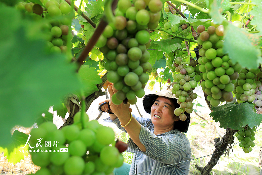 安徽淮北：葡萄喜豐收