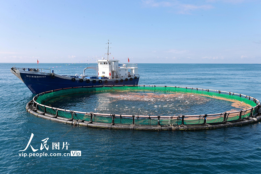 海南三亞：發展深海網箱養殖 打造“藍色糧倉”新路