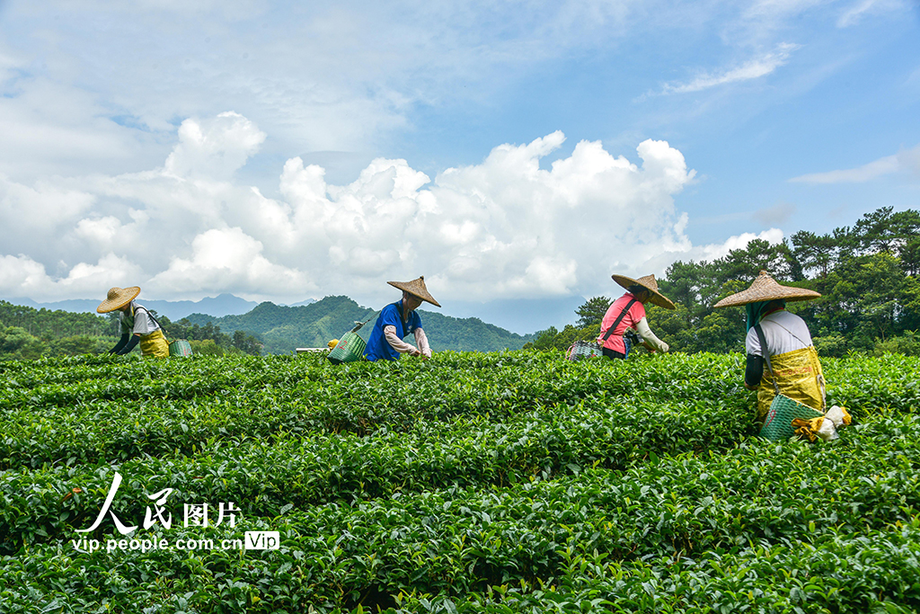 廣西昭平：秋茶採摘忙