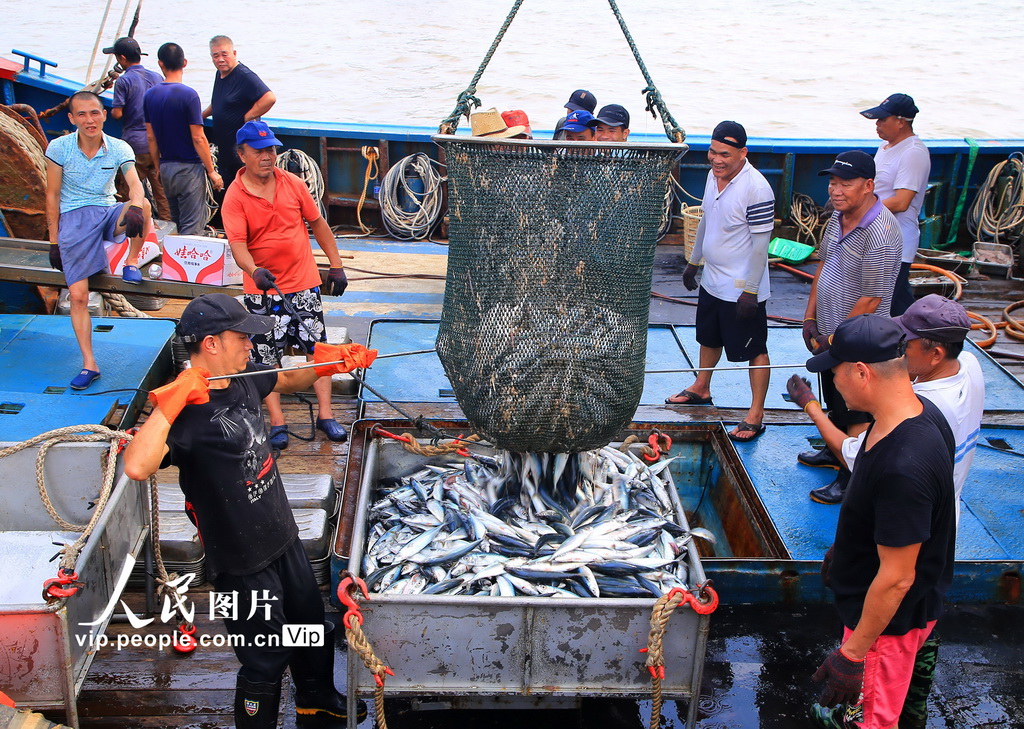 浙江玉环：秋捕归来鱼满仓