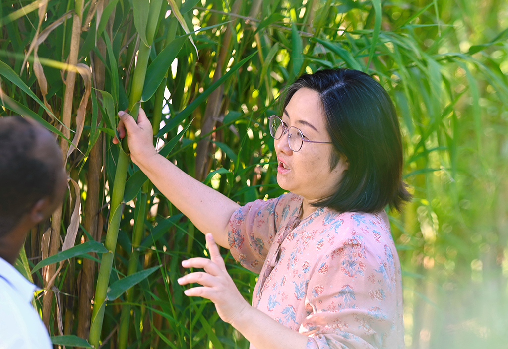 8月26日，林冬梅在福建農林大學國際菌草苑向盧旺達留學生介紹菌草品種“綠洲一號”蘆竹的生長情況。新華社記者 林善傳 攝