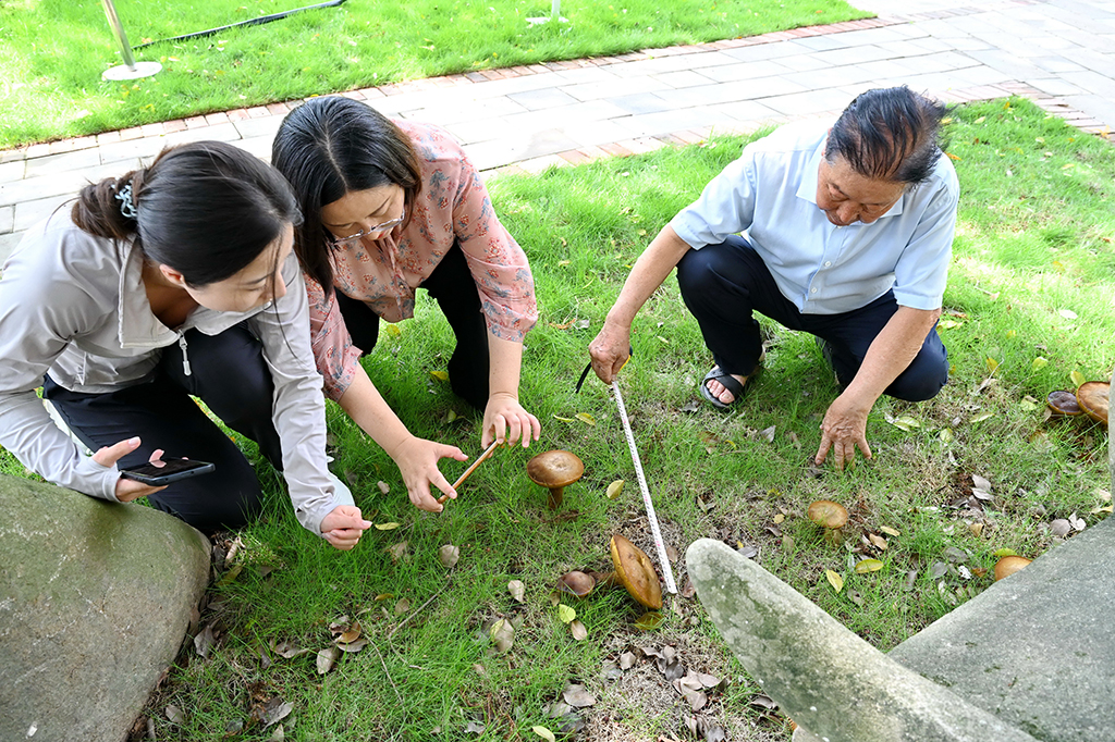 8月26日，林佔熺教授（右）、林冬梅（中）和學生一起對新發現的野生牛肝菌進行測量、採樣。新華社記者 林善傳 攝