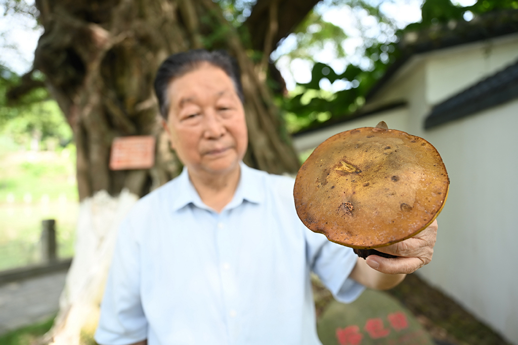 8月26日，林占熺教授展示在福建闽侯发现的野生牛肝菌。新华社记者 林善传 摄