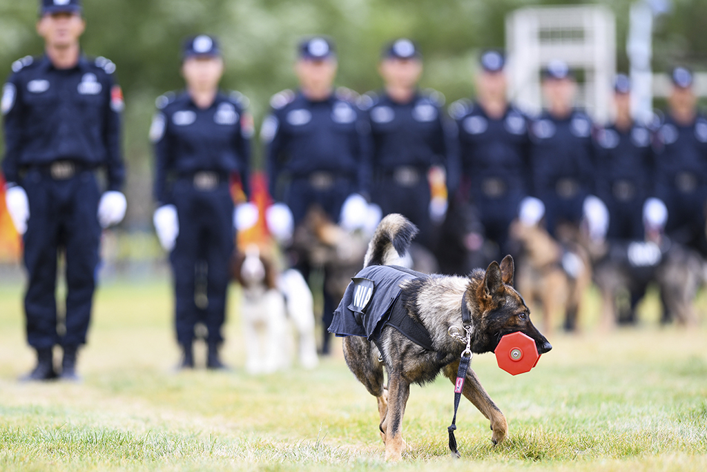 警犬大比武 演練秀技能