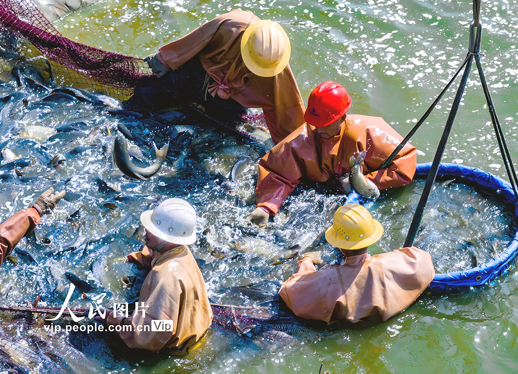 江蘇東海縣：灘涂養魚助增收