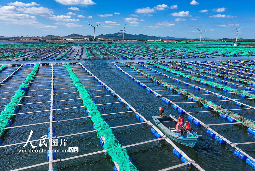 山東榮成：“綠色能源”筑牢“海上糧倉”