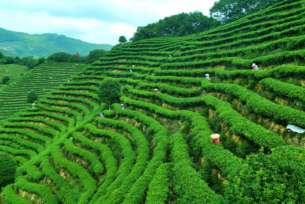 湖南通道：山間綠葉 產業畫卷