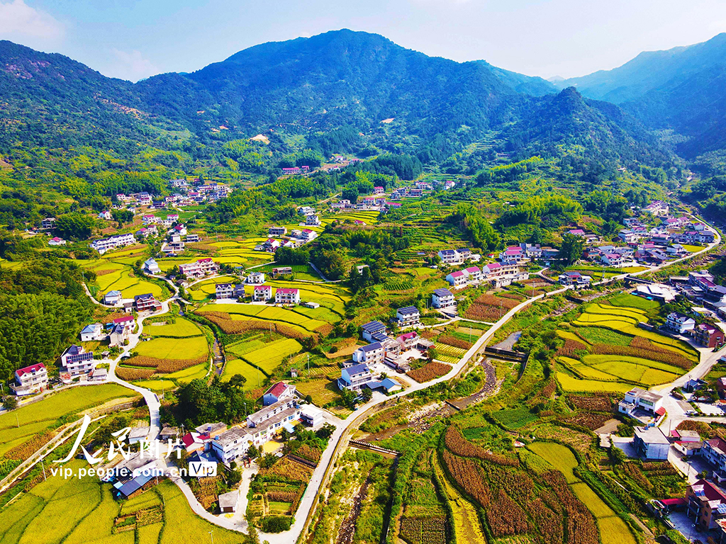 秋染山鄉 “豐”景如畫